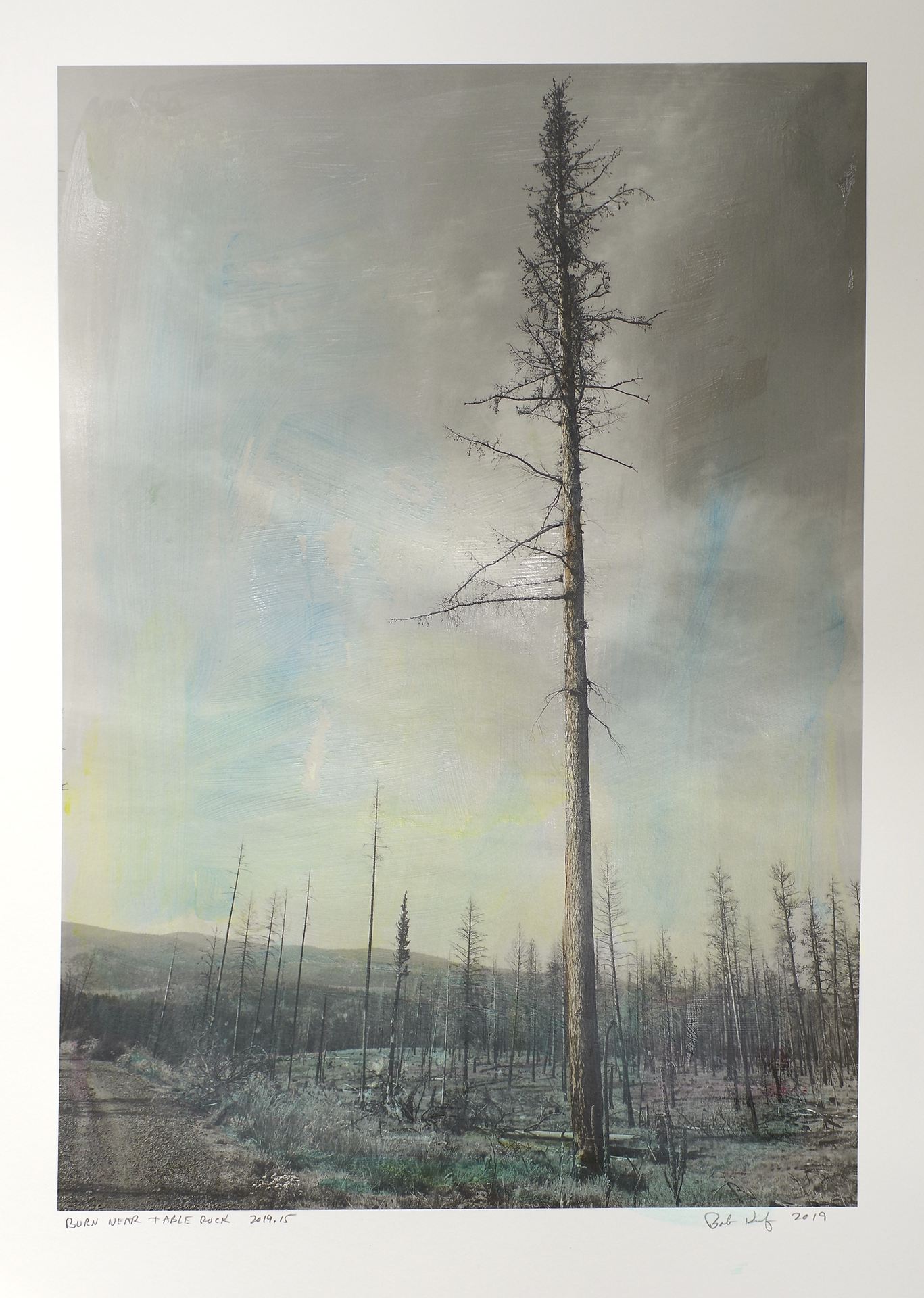 Hand colored photograph of a burned forest
