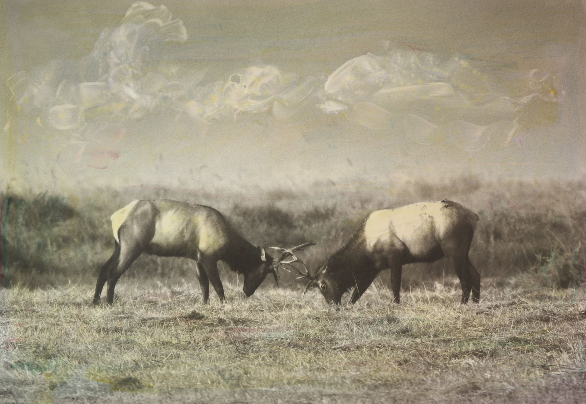 Hand colored photograph of two elk sparring